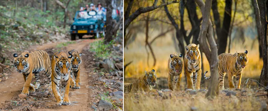 A ÍNDIA dos Marajás